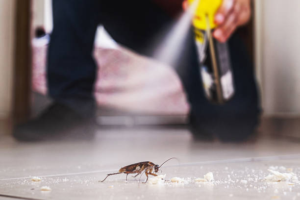 Best Rat Extermination Near Me  in Canby, MN